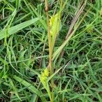 Cenchrus spinifex Агульны выгляд