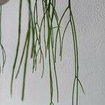 Psilotum nudum 葉