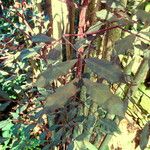 Leea guineensis Leaf