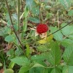Rubus rosifolius Owoc