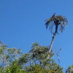 Cyathea glauca Habit