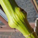 Helianthus annuus Bark