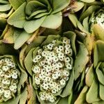 Valeriana erikae Cvet