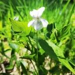 Viola elatior Flower