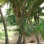 Cocos nucifera Corteza