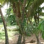 Cocos nucifera Escorça