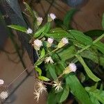 Ayapana triplinervis Flower