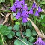 Soldanella carpatica Flower
