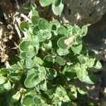 Antirrhinum molle Hoja
