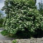 Sambucus nigraFlor