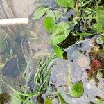 Alisma plantago-aquaticaBlatt