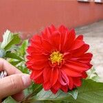 Dahlia pinnataফুল