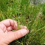 Juncus compressus Floare