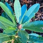 Rhododendron ponticum Leaf