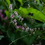 Antigonon leptopus Květ