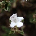 Satureja parnassica Flor