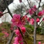 Prunus mume Цвят