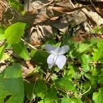Viola blanda Floare