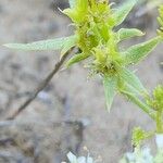 Anisosciadium orientale Mbuma