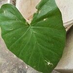 Alocasia odoraЛист