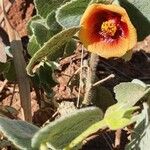 Abutilon hirtum Flor