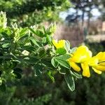 Genista ephedroides Floro