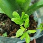 Solanum lycopersicum Blatt