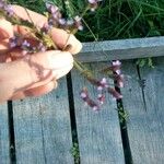 Verbena brasiliensisFlower