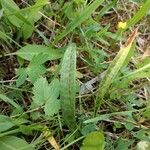 Dactylorhiza maculataFlower