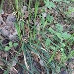 Carex pilosa Pokrój