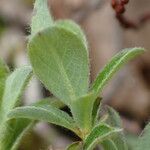 Salix pyrenaica Leaf