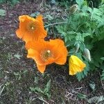 Meconopsis cambricaFlower