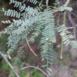 Prosopis alba Leaf