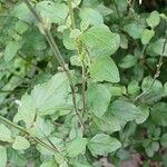 Salvia microphylla ഇല