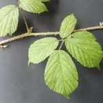 Rubus koehleri 葉