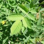 Rosa tomentosa Leaf