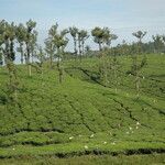 Camellia sinensis Hábito