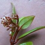 Notopleura epiphytica Diğer