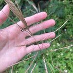 Bothriochloa bladhii Floro