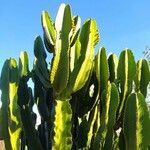 Euphorbia murielii Leaf