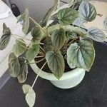 Peperomia pellucidaLeaf