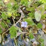 Bacopa caroliniana പുഷ്പം