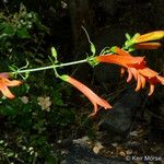 Keckiella ternata Агульны выгляд