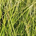 Carex elata Fuelha