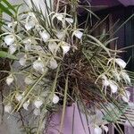 Brassavola tuberculata Flor