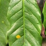 Coffea canephora पत्ता