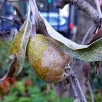 Pyrus salicifolia Owoc