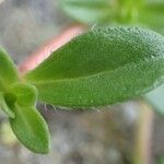 Thymus pulegioides Leaf