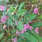 Indigofera heterantha Leaf