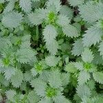 Urtica urens Агульны выгляд